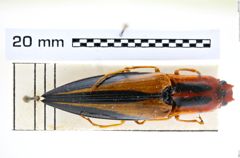 Foto (Dorsalansicht) von Semiotus angusticollis (Blanchard, 1843) (NHMW-ZOO-COL-0008226)